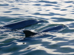 Bottlenose Dolphins