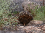 Echidna