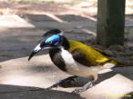 Blauohr-Honigfresser