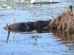 Salzwasserkrokodil