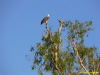 Wei�kopfseeadler
