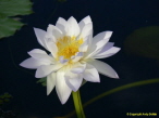 Seerose