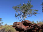 Outback