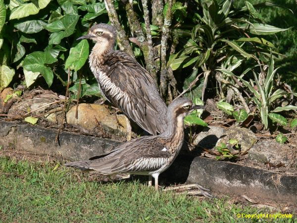 Bush Stone-curlew