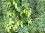 Tettnanger Hopfen